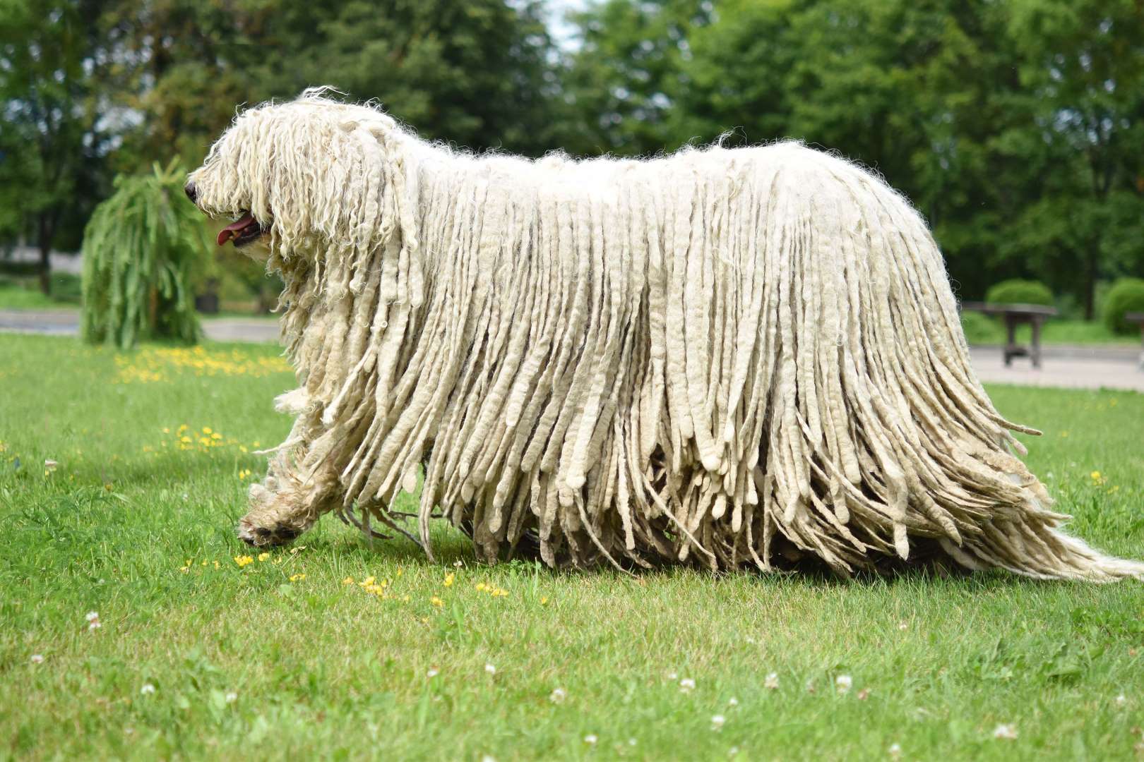 可蒙多犬（Komondor）.jpg